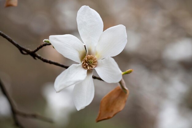 Floración Magnolia kobus flor closeup en primavera