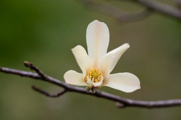 Floración de la magnolia kobus en primer plano en primavera