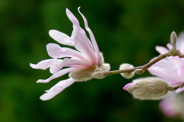 Floración de magnolia rosa