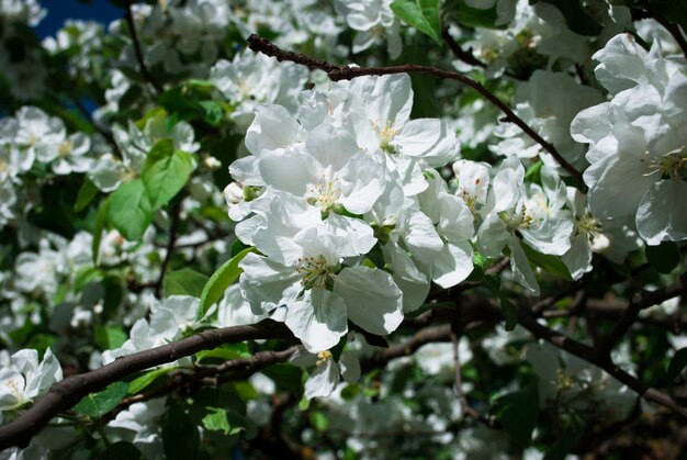 Floración de manzano contra en primavera.