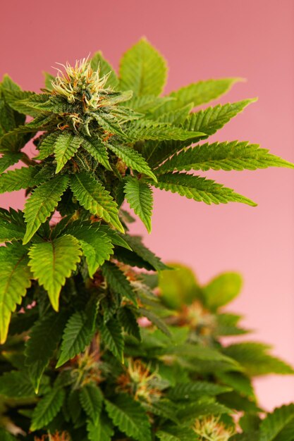 Floración de marihuana medicinal o planta de cannabis CBD con cogollos sobre fondo rosa