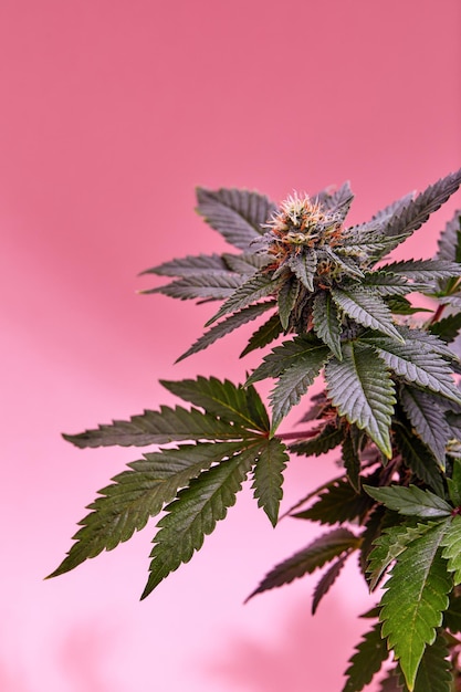 Floración de marihuana medicinal o planta de cannabis CBD con cogollos sobre fondo rosa