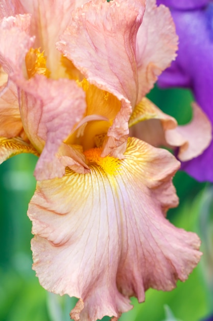 Floración multicolora hermosa de la flor del iris en el jardín.