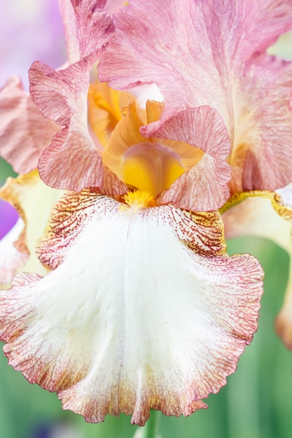Floración multicolora hermosa de la flor del iris en el jardín.
