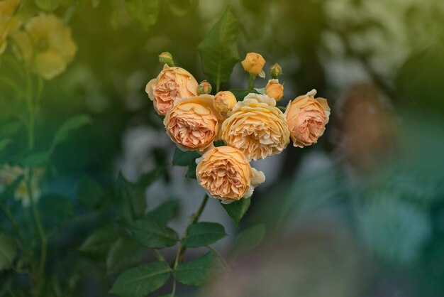 Floración naranja rosa Crown Princess Margareta en el jardín