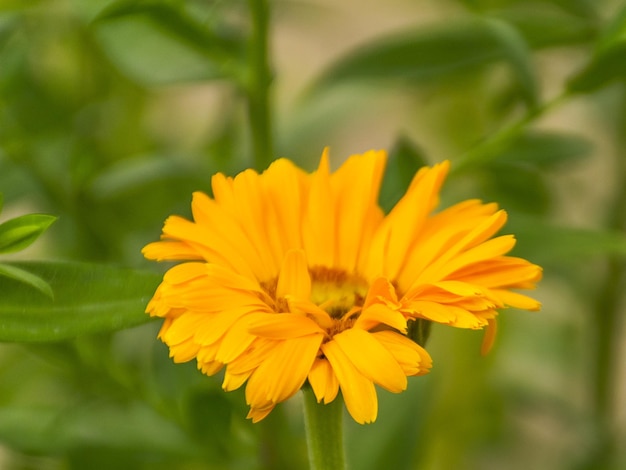 Floración oranzhery daisy Calendula officinalis crece en el jardín Un útil y sabroso té de flores de caléndula