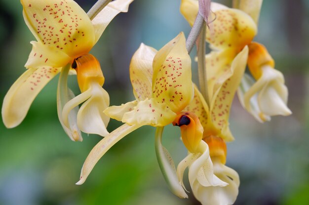 Floración de orquídeas amarillas