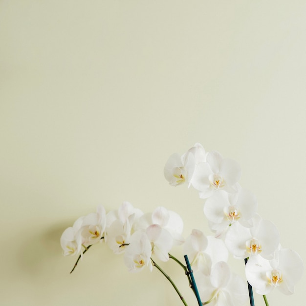 Floración de orquídeas blancas