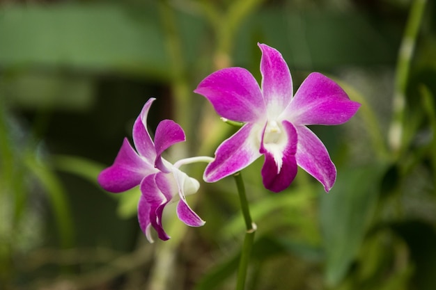 Floración de orquídeas en el jardín botánico