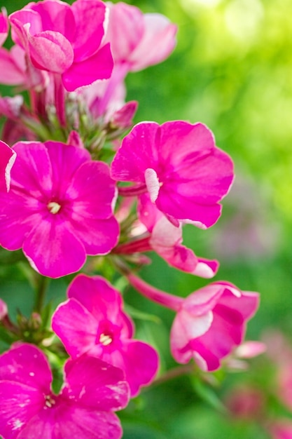 Floración Phlox paniculata Polemoniaceae