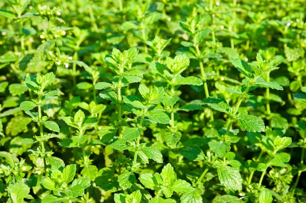 Floración de una planta de menta en la naturaleza, fondo natural