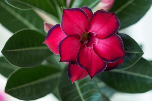 Floración de plantas suculentas Una hermosa flor con delicados pétalos closeup