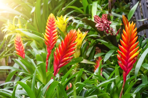 Floración de plantas vriesea en matorrales de bosque húmedo tropical.