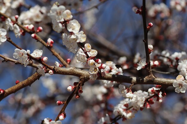 floración de primavera de flores en un árbol flores blancas