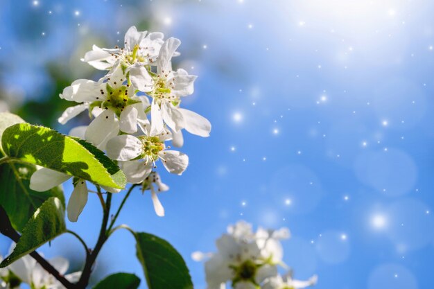 Floración de primavera - Flores blancas de un árbol de Irga sobre un fondo de primavera.