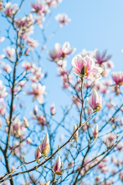 Floración de primavera Magnolia rosa floreciente en el cielo azul Jardín de primavera Un hermoso árbol floreciente floreciente hermosa rama floreciente de magnolia en primavera flor de magnolia