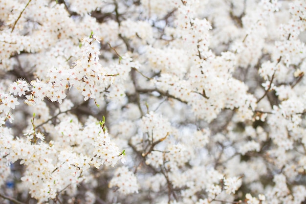 floración de primavera