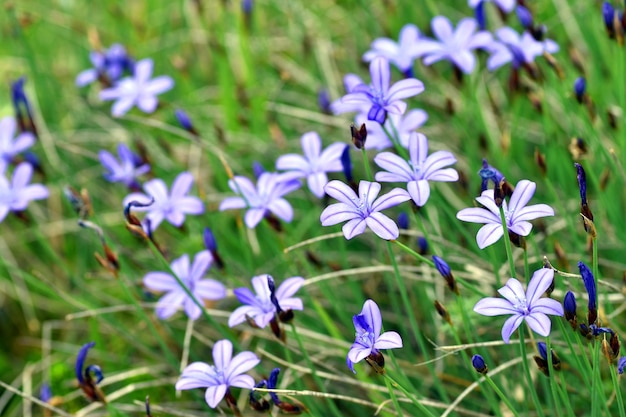 Floración primaveral de Aphyllanthes monspeliensis