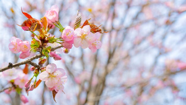 Floración primaveral de sakura.