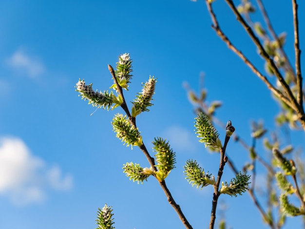 Floración primaveral de un sauce contra un cielo azul