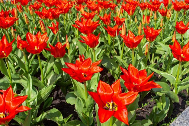 Floración primaveral de tulipanes rojos en macizos de flores y céspedes de la ciudad