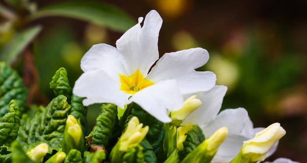 Floración de prímula blanca en el jardín de primavera