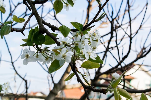 Floración de la rama de pear.Pear flor en primavera