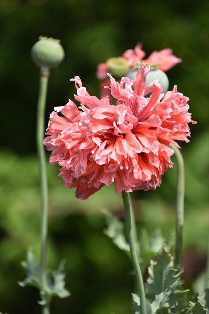 Foto floración rosa flor de amapola en un jardín.