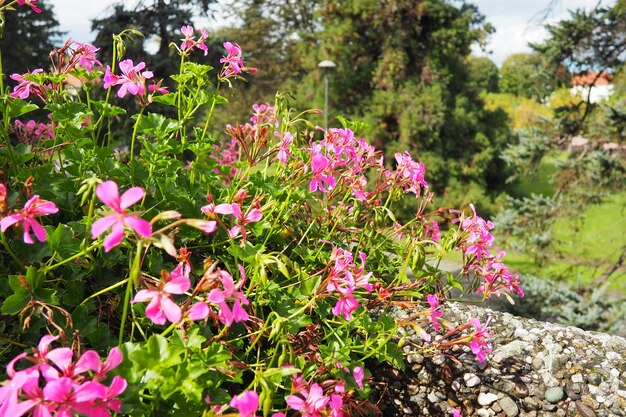 Floración rosa hiedra geranio pelargonio diseño vertical de paisajismo de calles y parques Hermosas flores grandes de geranio pelargonio geranio floricultura y horticultura Banja Koviljaca