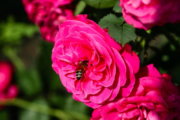 Floración rosa de verano en capullo