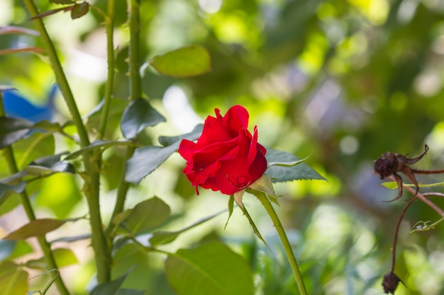 Floración de rosas en el jardín.