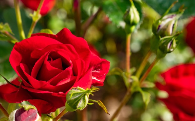 Floración de rosas rojas en el fondo del jardín