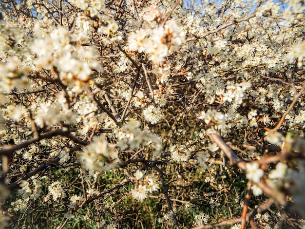 Floración thorn Bush endrino Prunus spinosa en el cálido sol primaveral en Grecia