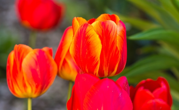 Floración de tulipanes en el jardín botánico.