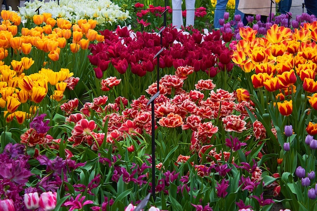 Floración de tulipanes multicolores frescos en el invernadero en el parque. Flores de primavera