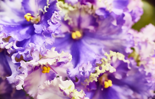 Foto floración violeta africana azul-blanca. saintpaulia enfoque selectivo.