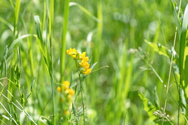 Floraciones de flores silvestres de Linaria y hierba verde en pradera