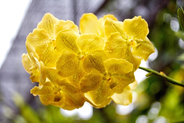 Floraciones de orquídeas