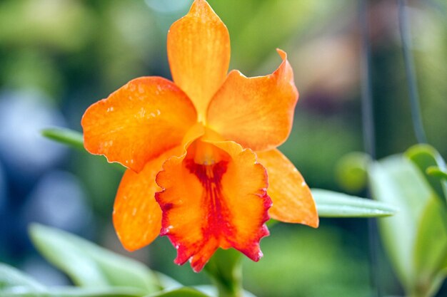 Floraciones de orquídeas