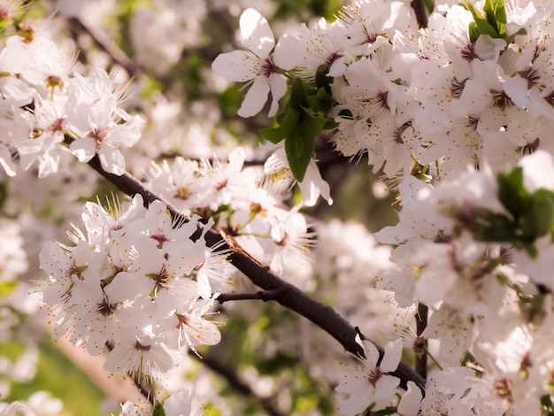 Floral abstrato Conceito de natureza e primavera. Flor de primavera: ramo de uma cerejeira em flor em um dia ensolarado