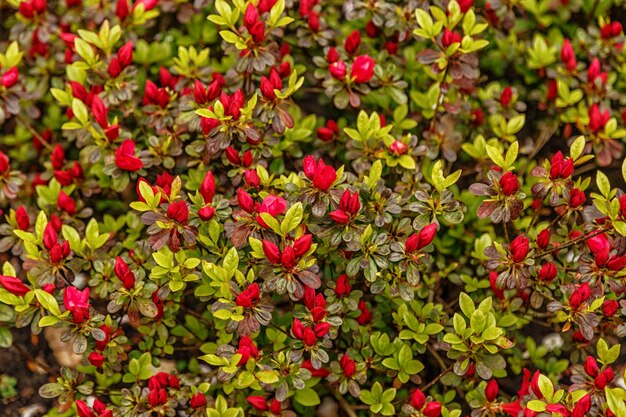 Floral de azalea