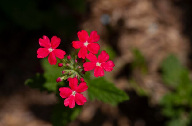 Floral Background