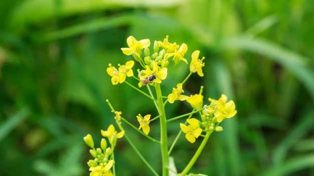 Floral da planta cantonesa na horta.