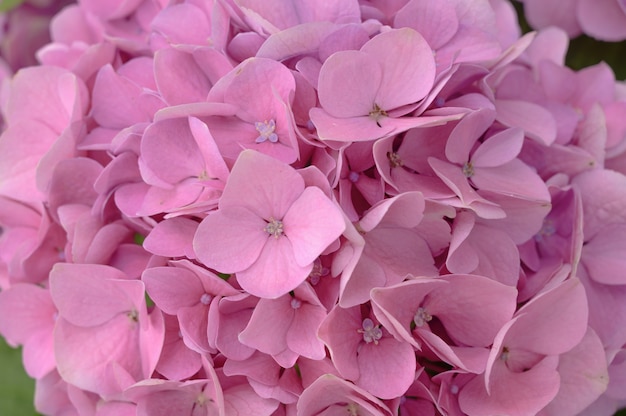 Floral de flores de hortensia rosa de cerca.