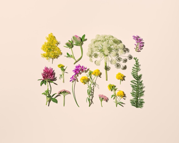 Floral natural de verão padrão de tendência mínima de flores de campo selvagens belas flores à luz do sol em fundo bege pastel Estética de verão botânica natureza morta vista superior plana