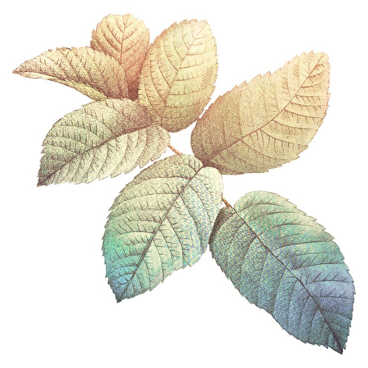 Foto floral png clip art aquarela ilustração estética remixada de imagens de domínio público vintage