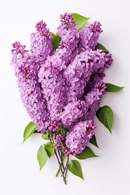 Floral de primavera Fresco Un ramo de lilas Mattioli de cerca Tema del Día de la Mujer o de la Madre IA generativa