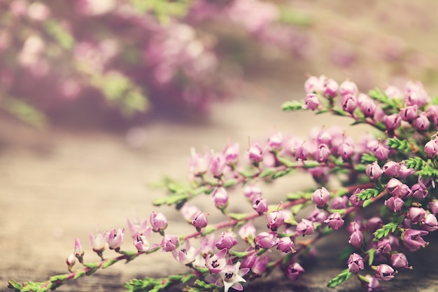 Floral Retro Hintergrund mit Blumen und Sommerlicht