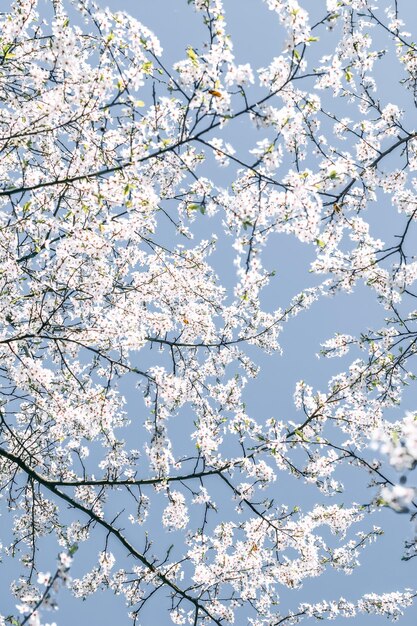 Florale abstrakte Kunst auf blauem Hintergrund Vintage Kirschblüten in voller Blüte als Naturkulisse für luxuriöses Urlaubsdesign