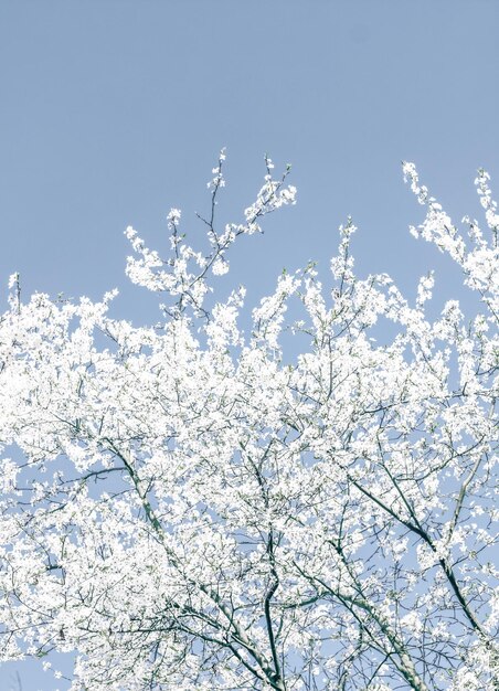 Florale abstrakte Kunst auf blauem Hintergrund Vintage Kirschblüten in voller Blüte als Naturkulisse für luxuriöses Urlaubsdesign